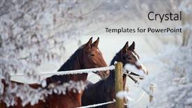  Presentation with horses - Audience pleasing presentation design consisting of two horses in a winter landscape looking over a fence backdrop and a light gray colored foreground