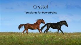  Presentation with horses - Audience pleasing PPT theme consisting of two horses on the meadow backdrop and a light blue colored foreground