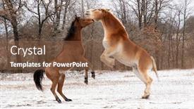  Presentation with play - Audience pleasing theme consisting of two-horses-play-fighting backdrop and a tawny brown colored foreground