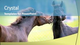  Presentation with horses - Presentation theme with two horses playing on green background and a teal colored foreground