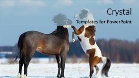  Presentation with horses - Audience pleasing presentation theme consisting of two horses playing backdrop and a light blue colored foreground
