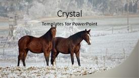  Presentation with horses - Presentation featuring two-horses-standing background and a light gray colored foreground