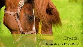  Presentation with horses - Colorful presentation enhanced with two horses waist grass backdrop and a yellow colored foreground