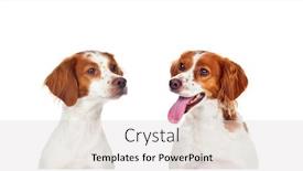  Presentation with dogs - PPT theme enhanced with two-hunter-dogs-isolated background and a light gray colored foreground