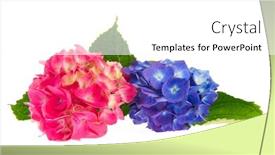 Presentation with white hydrangea - Audience pleasing slides consisting of two hydrangea flowers in pink and blue isolated over white background backdrop and a white colored foreground