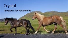  Presentation with golden light - Slide deck with two icelandic horses galloping background and a light blue colored foreground