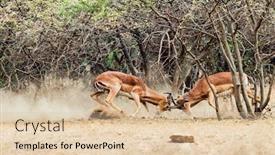  Presentation with ground fighting - Colorful presentation theme enhanced with two-impala-antelopes-fighting backdrop and a lemonade colored foreground