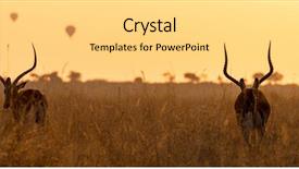  Presentation with red banner - Colorful PPT layouts enhanced with two impalas at dawn backdrop and a light gray colored foreground