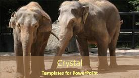  Presentation with indian - Audience pleasing slide deck consisting of two-indian-elephants-elephas-maximus backdrop and a tawny brown colored foreground