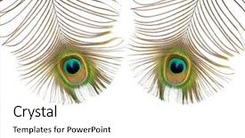  Presentation with peacock - Audience pleasing PPT theme consisting of two iridescent peacock feathers featuring backdrop and a white colored foreground