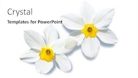  Presentation with narcissus - Theme consisting of two-isolated-narcissus-flowers background and a white colored foreground