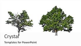  Presentation with isolated fall oak leaf - Slides consisting of two isolated oak on white background and a white colored foreground