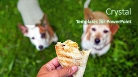  Presentation with tortilla - Beautiful presentation featuring two-jack-russel-parson-terriers backdrop and a tawny brown colored foreground