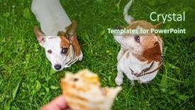  Presentation with tortilla - Presentation theme with two-jack-russel-parson-terriers background and a tawny brown colored foreground
