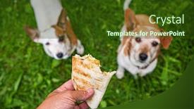  Presentation with tortilla - Audience pleasing PPT layouts consisting of two-jack-russel-parson-terriers backdrop and a tawny brown colored foreground