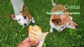  Presentation with tortilla - Slides having two-jack-russel-parson-terriers background and a tawny brown colored foreground