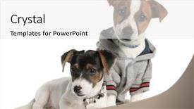  Presentation with russell - Theme featuring two jack russell puppy 3 background and a white colored foreground