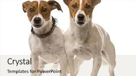  Presentation with russell - PPT theme having two jack russell terriers background and a soft green colored foreground