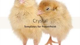  Presentation with old days - Theme enhanced with two-japanese-quail-also-known background and a coral colored foreground