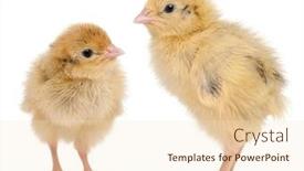  Presentation with old days - Slide deck consisting of two-japanese-quail-also-known background and a lemonade colored foreground