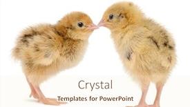 Presentation with old days - Beautiful theme featuring two-japanese-quail-also-known backdrop and a cream colored foreground