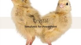  Presentation with old days - Theme having two-japanese-quail-also-known background and a coral colored foreground