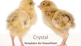  Presentation with old days - Audience pleasing PPT layouts consisting of two-japanese-quail-also-known backdrop and a lemonade colored foreground