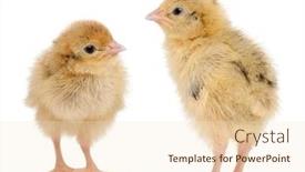  Presentation with old days - Cool new theme with two-japanese-quail-also-known backdrop and a cream colored foreground