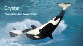  Presentation with whales - Slide deck enhanced with two killer whales flipping background and a  colored foreground
