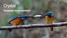  Presentation with alcedo - Audience pleasing slide set consisting of two kingfishers on branch backdrop and a gray colored foreground