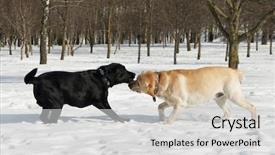  Presentation with winter - Cool new PPT theme with two labrador retriever dog playing backdrop and a light gray colored foreground