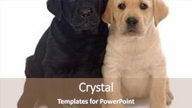  Presentation with two wheeler - Beautiful presentation theme featuring two labrador retriever puppies leaning backdrop and a coral colored foreground