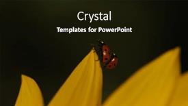  Presentation with ladybugs - Slide set consisting of two-ladybugs-mate background and a black colored foreground