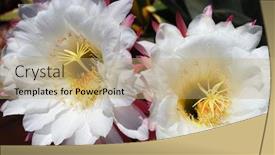  Presentation with cactus - Presentation having two large blooming white cactus flowers with yellow and gold pistils and stamens background and a coral colored foreground
