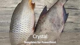  Presentation with live - Audience pleasing presentation design consisting of two large fresh carp live fish lying on a wooden board backdrop and a gray colored foreground