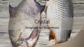  Presentation with live - Presentation featuring two large fresh carp live fish lying on a wooden board background and a light gray colored foreground