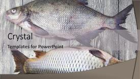  Presentation with live - PPT theme consisting of two large fresh carp live fish lying on a wooden board background and a light gray colored foreground