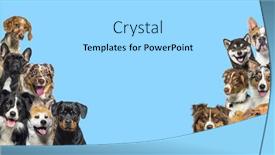  Presentation with groups - Presentation theme featuring two-large-groups-of-dogs background and a light gray colored foreground