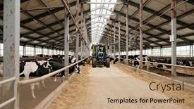  Presentation with milk - Slides enhanced with two-large-paddocks-with-purebred background and a coral colored foreground