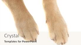  Presentation with golden - Amazing PPT theme having two-legs-from-a-golden backdrop and a lemonade colored foreground