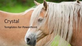  Presentation with horses - Amazing slide deck having two light brown colored horses outdoor in nature backdrop and a coral colored foreground