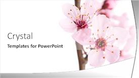  Presentation with sakura - PPT theme featuring two-light-pink-flowers background and a white colored foreground