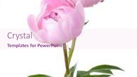  Presentation with light pink - Theme consisting of two-light-pink-peonies-isolated background and a pink colored foreground