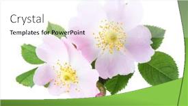  Presentation with light pink - Amazing PPT layouts having two-light-pink-roses backdrop and a white colored foreground