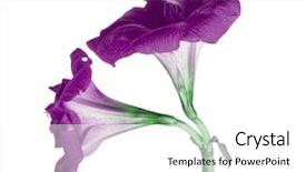  Presentation with white flowers - Colorful presentation theme enhanced with two lilac amaryllis flowers isolated backdrop and a white colored foreground