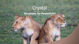  Presentation with together - Audience pleasing PPT layouts consisting of two-lionesses-panthera-leo-together backdrop and a gray colored foreground