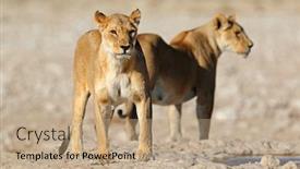  Presentation with national - PPT theme with two-lionesses-panthera-leo background and a coral colored foreground