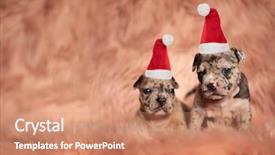  Presentation with bully - Beautiful presentation featuring two little american bully pupies backdrop and a  colored foreground