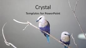  Presentation with birds - Presentation with two little blue jay background and a light gray colored foreground