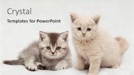  Presentation with british - 